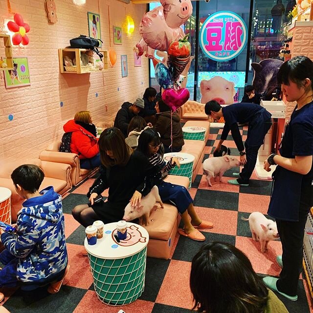 Micro pig cafe 🐷 #japan #tokyo #harajuku #pigs #pigsofinstagram #micropig #pigsandcoffee #coffee #coffeebreak #micropigcafe #asia #travelhustle #exploremore #pigs #lovepigs