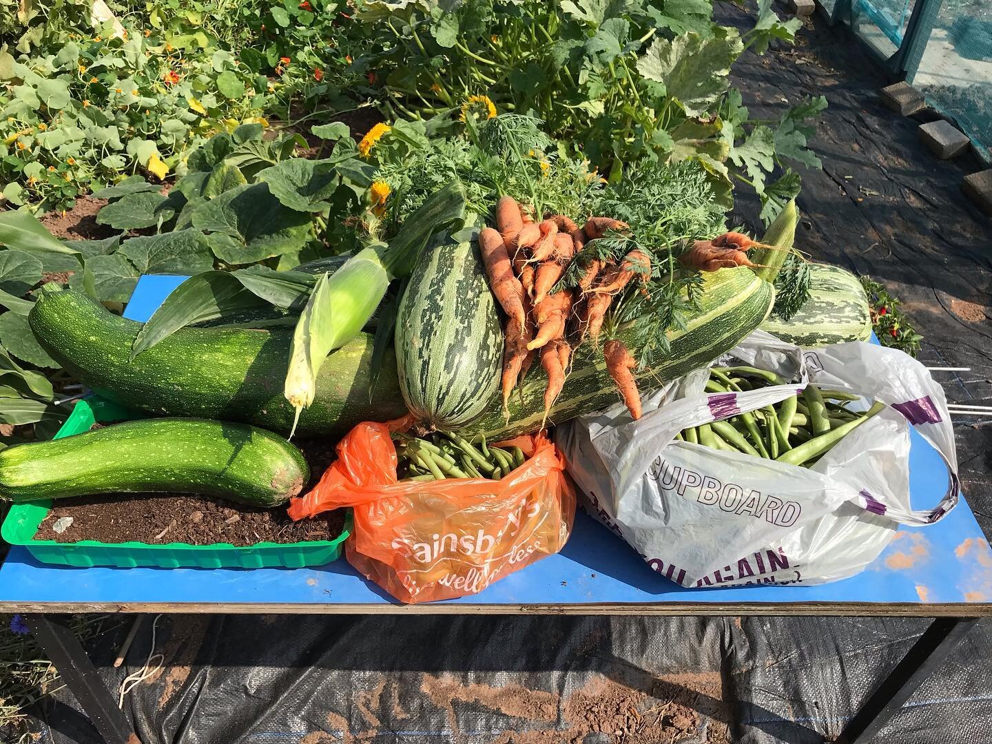 A bumper crop today!!

The allotment is doing us proud at the moment.

The marrows are going wild

Polar bear pumpkin is getting big 

The beans fell over as they got too heavy! 

We have some jack be little pumpkins emerging 

Sweet corn is getting 