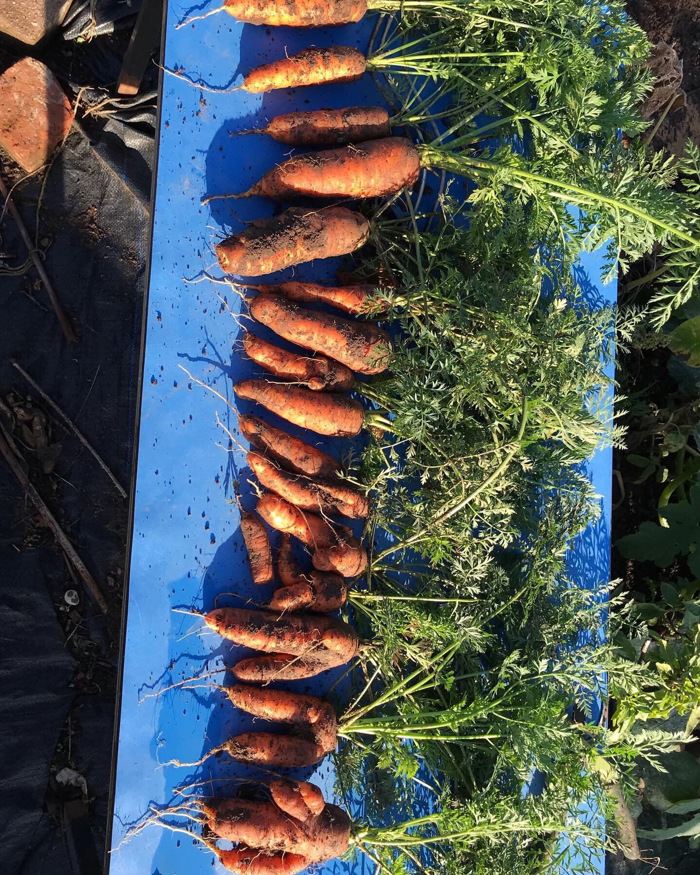 It&rsquo;s been 4 weeks since we last visited the allotment 😢 

But it&rsquo;s held up better than we thought it would.

We have 
Extra large marrows 
A courgette
Butternut squash 
And some amazing yet different shaped carrots to give to the food ba