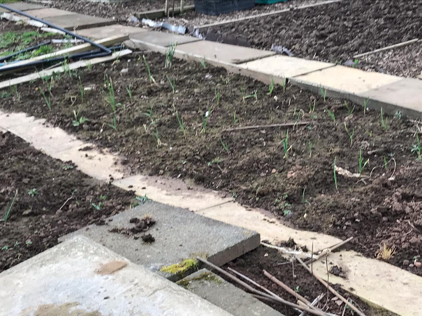 Allotment day today.

Another bed cleared ready for planting later in the spring

Garlic is doing well

Started to clear a new bed for some fruit trees and flowers alongside our grass area

And marked out another bed at the back of the plot in front 