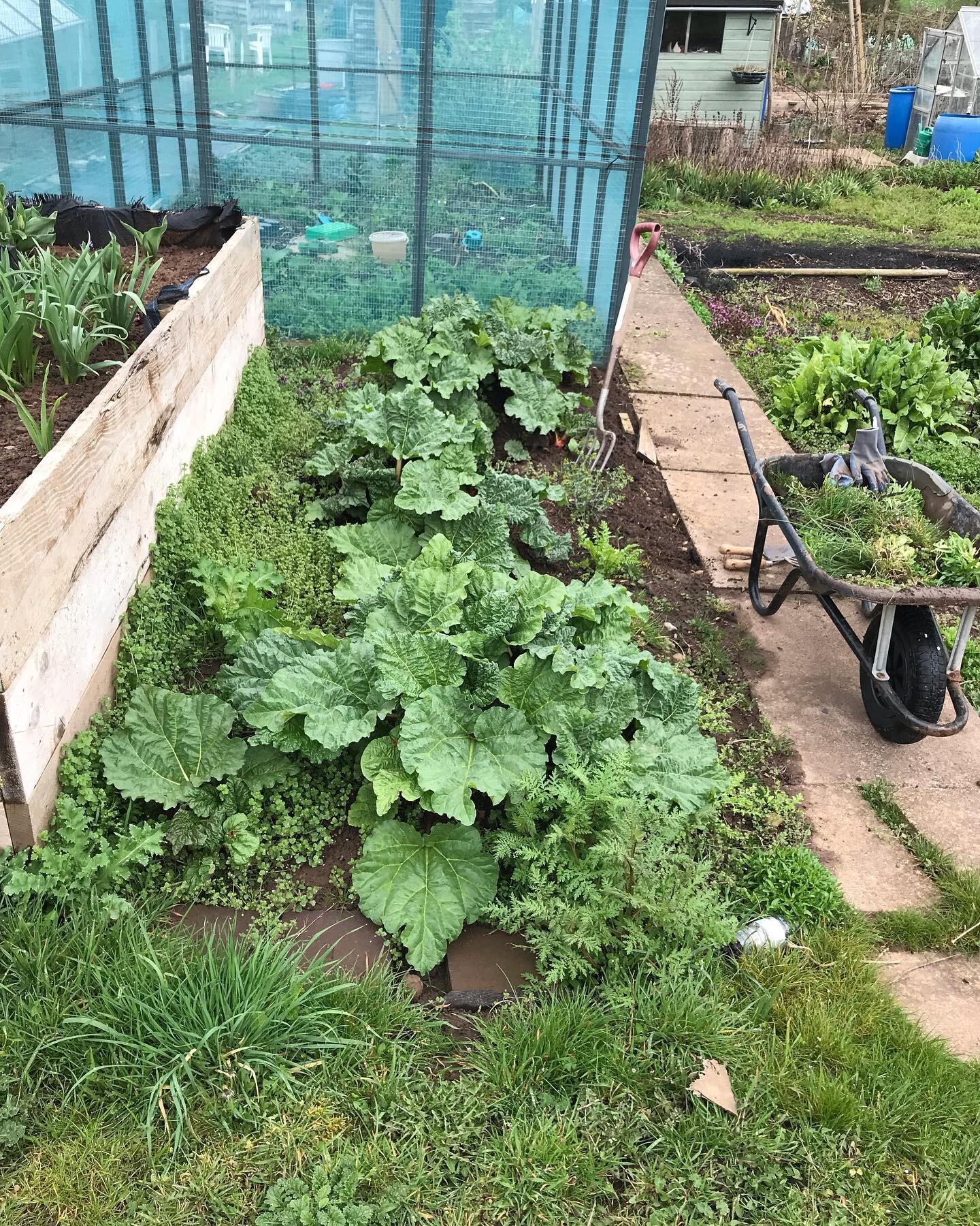 There&rsquo;s been no fooling around today at #CircularityGROW it&rsquo;s been all about team work  We have managed to complete GROW at the Hub and at the allotment today!  Weeding at both places where on todays agenda with the Hub having a make over
