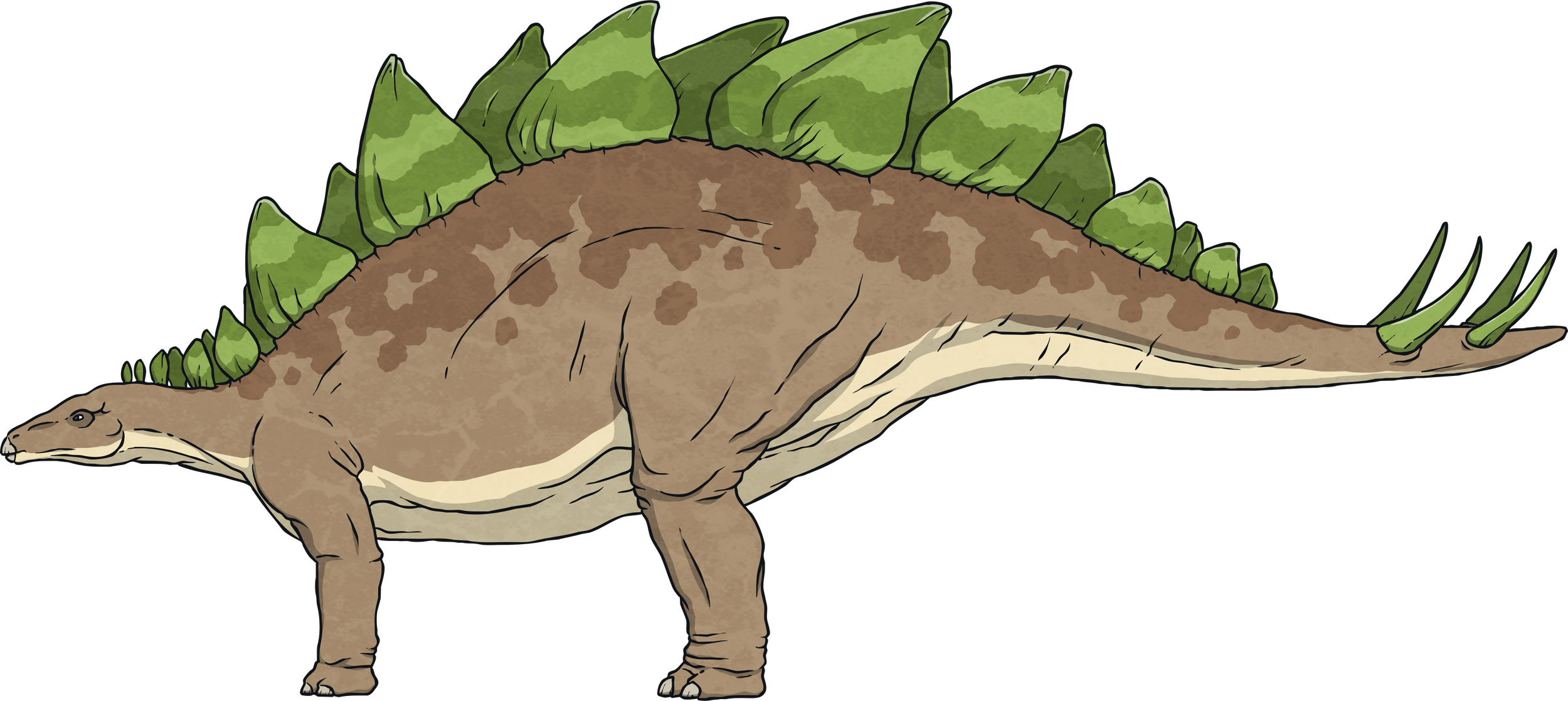 Stegosaurus--Dinosaur-Animal-Reptile-Biology-Science-History-MPS-KS2.png