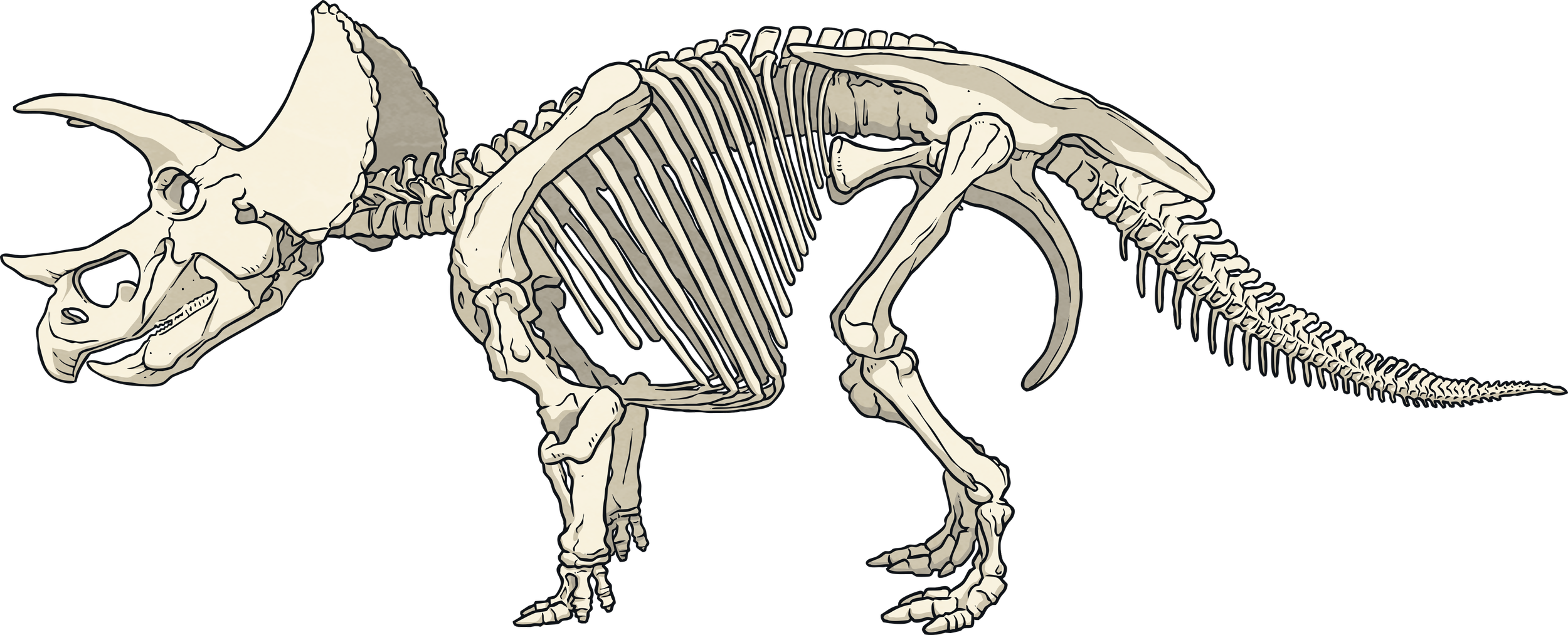 Triceratops-Skeleton--Dinosaur-Animal-Reptile-Bones-Biology-Science-History-Archaeology-MPS-KS2.png