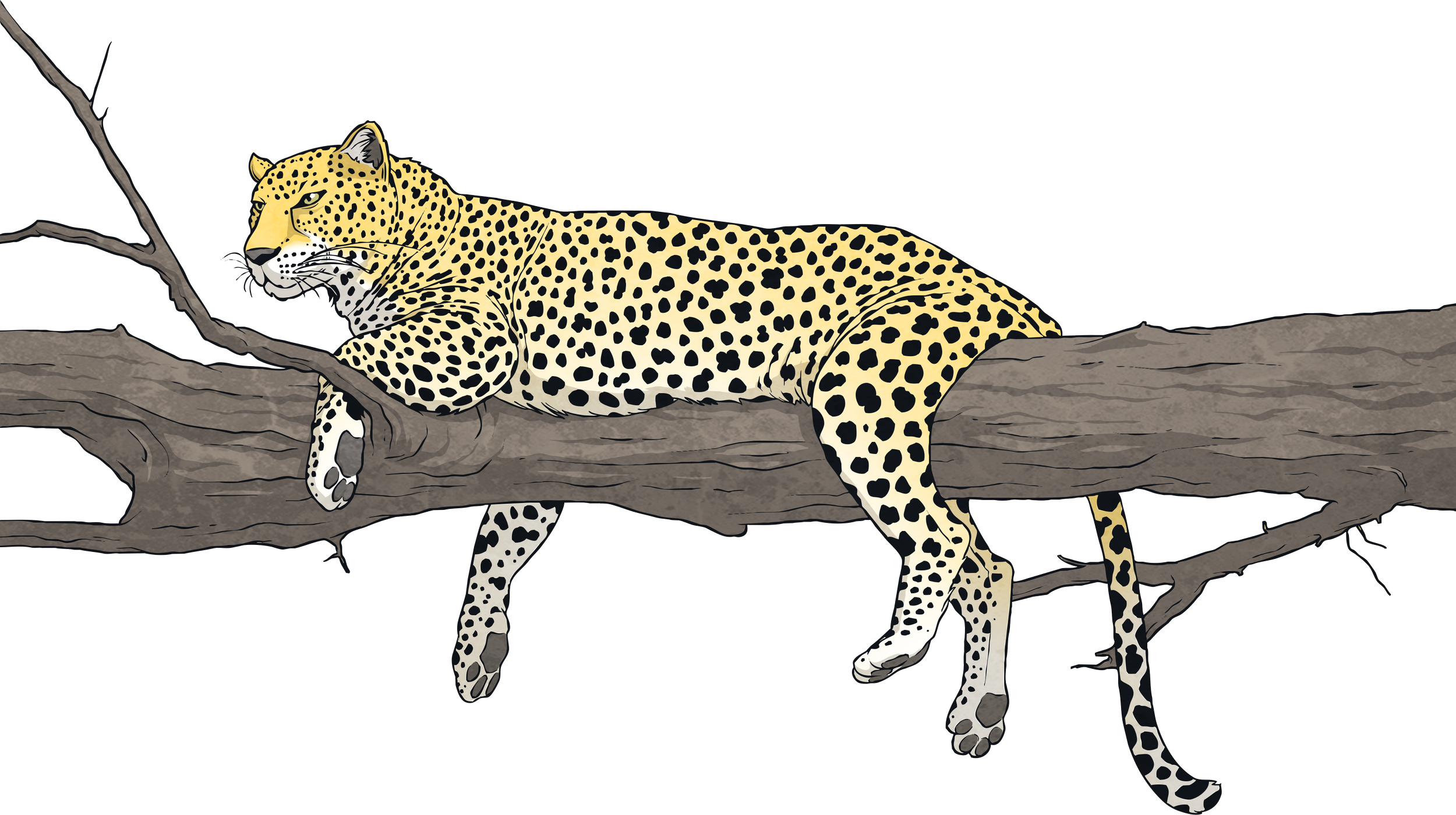 11 Leopard in Tree.png