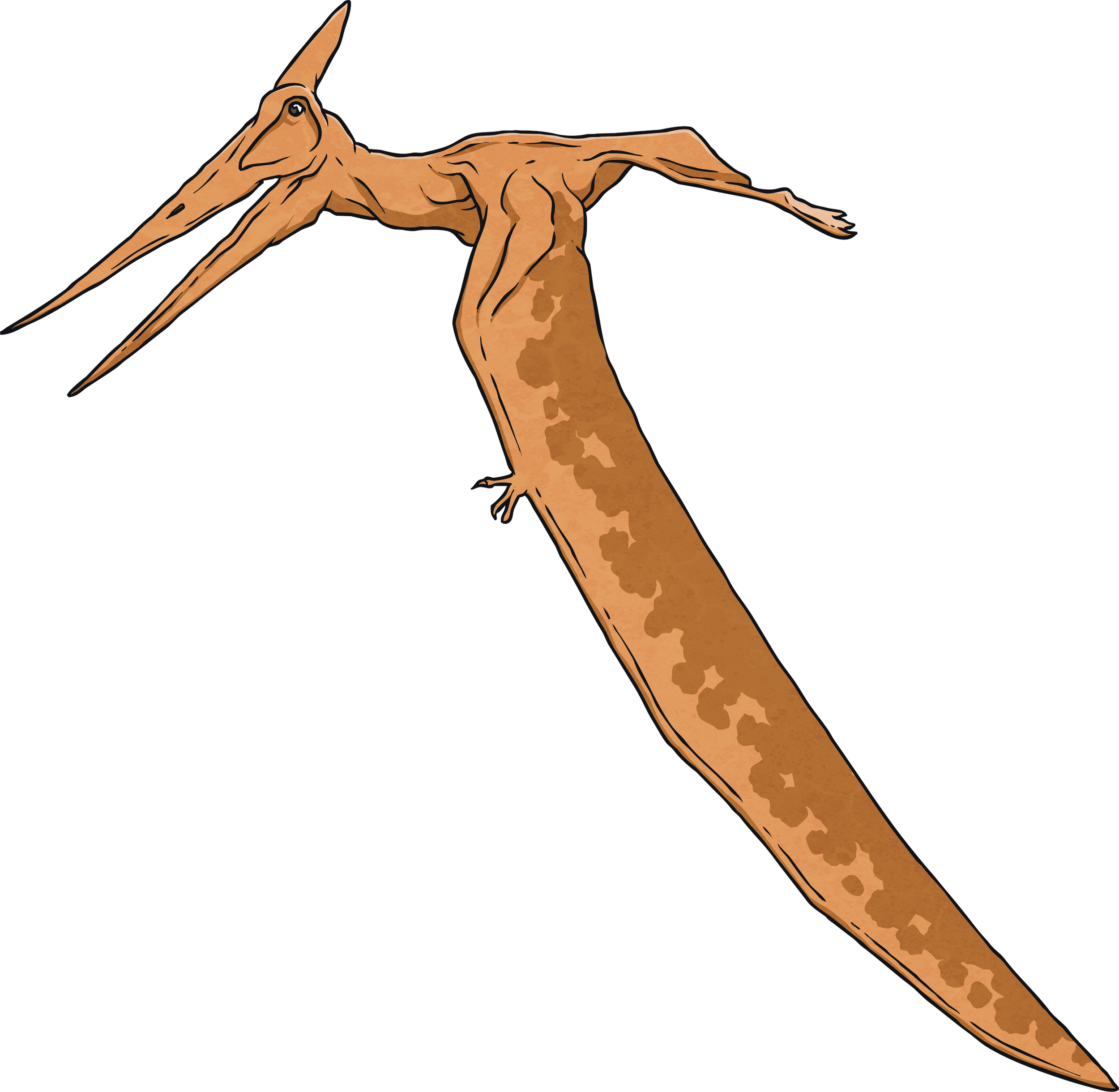 Pterodactyl--Dinosaur-Animal-Reptile-Biology-Science-History-MPS-KS2.png