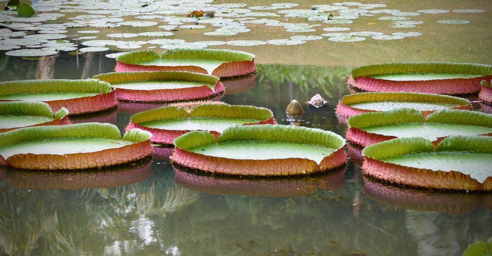 Lily Pads