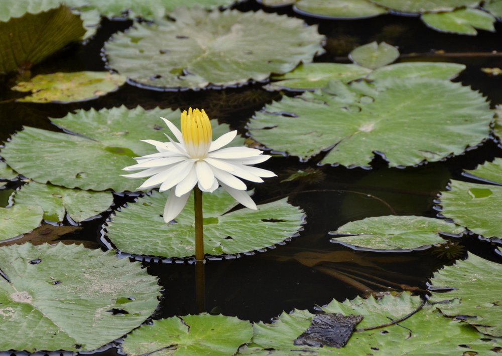 Water Lilly #1