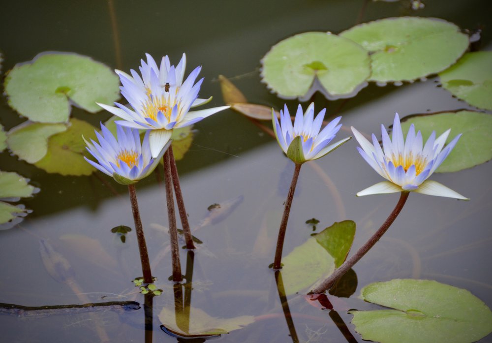 Water Lily #2