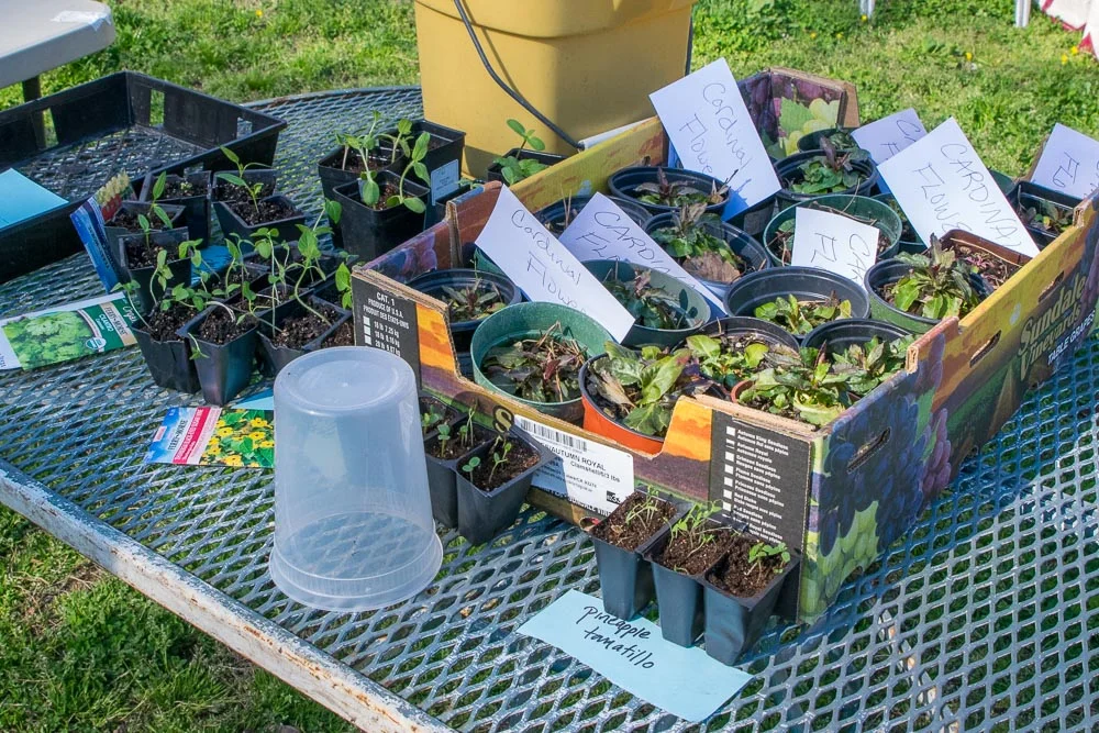 Spring  kitchen plot
