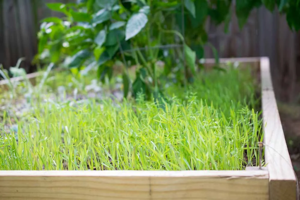 Winter Cover Crop: Why You Should Copy This Farm Trick