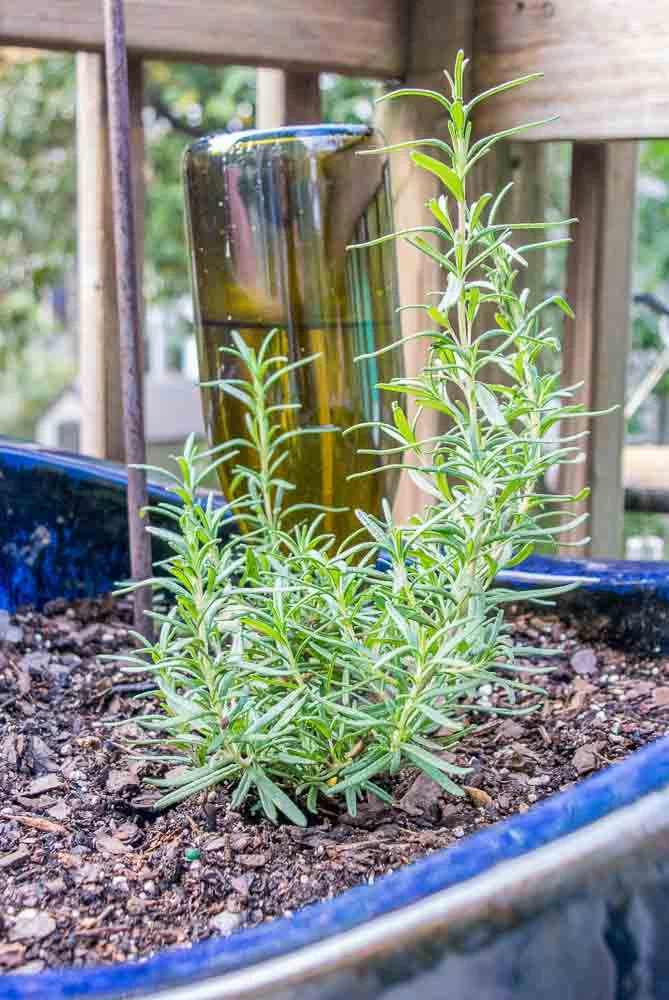 Rosemary In a Pot: The Almost Perfect Urban Garden Herb