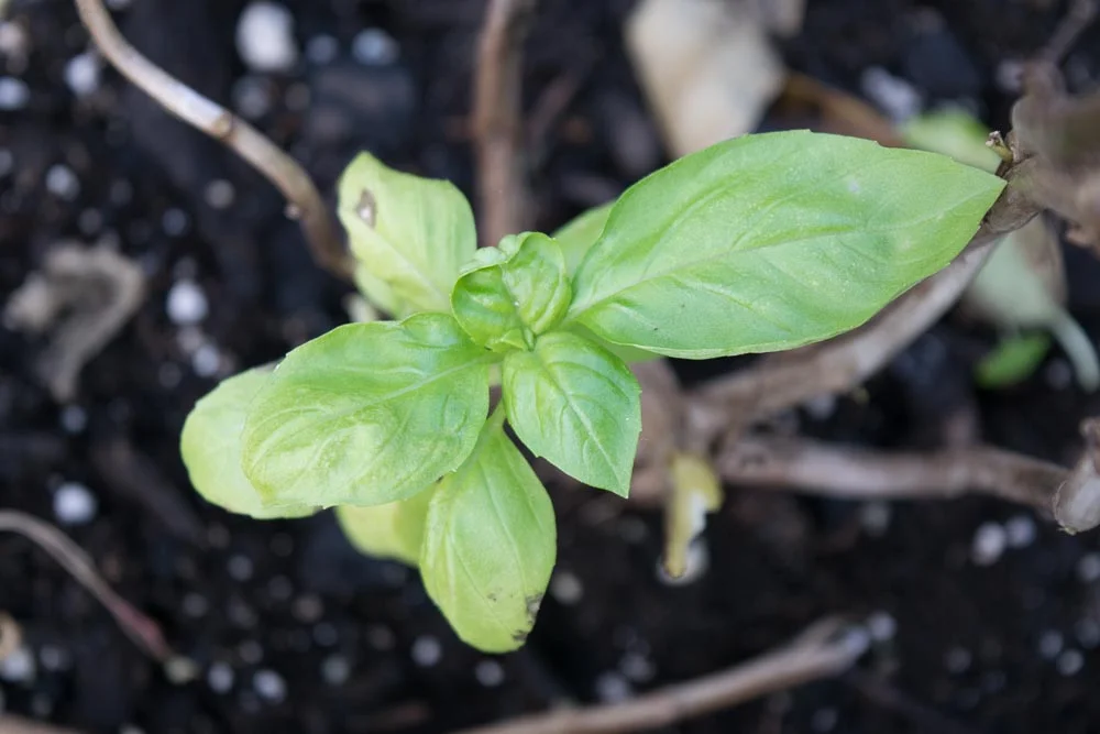 Quick Tips for Growing Fussy Kitchen Garden Basil