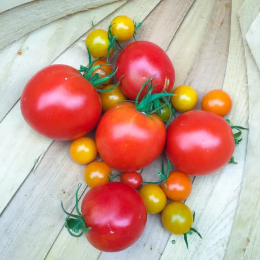 Why We're Only Growing Weird Indeterminate Tomatoes