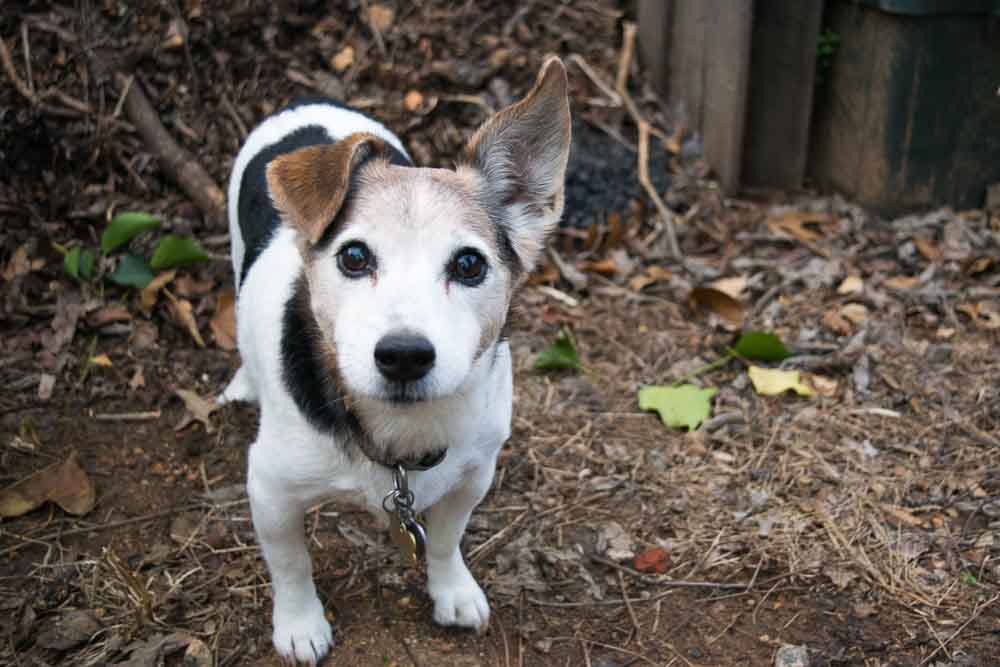 Pest Control for Dogs and 4 Other Urban Garden Problems