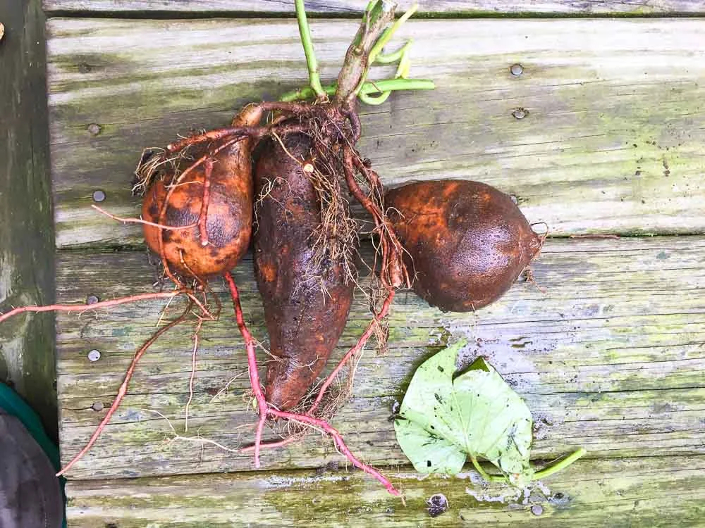 How to Save and Grow a Compost Sweet Potato "Volunteer"