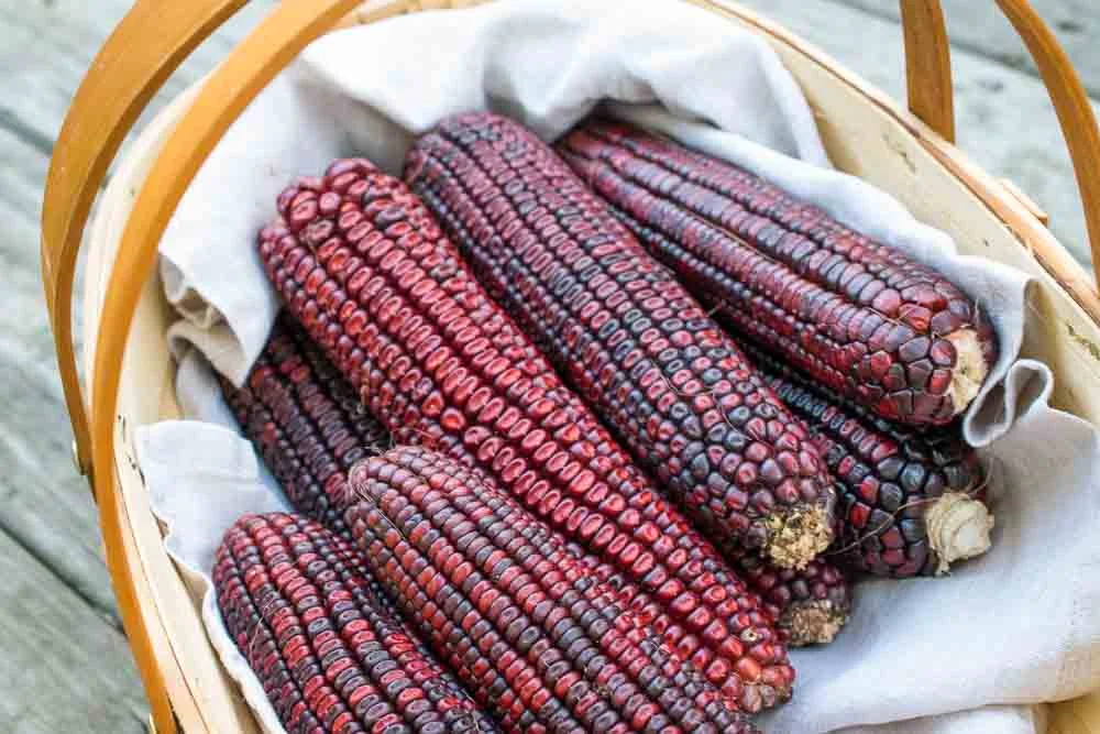 Bloody Butcher: Virginia's Heirloom Red Corn