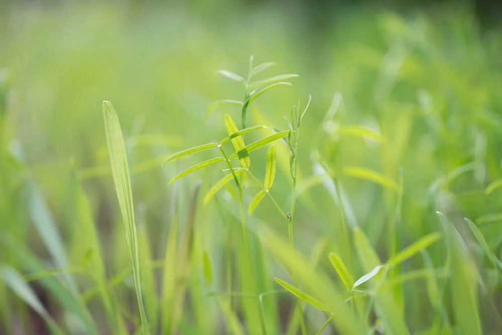 Peace Out: My Garden Plan for New Year Recovery