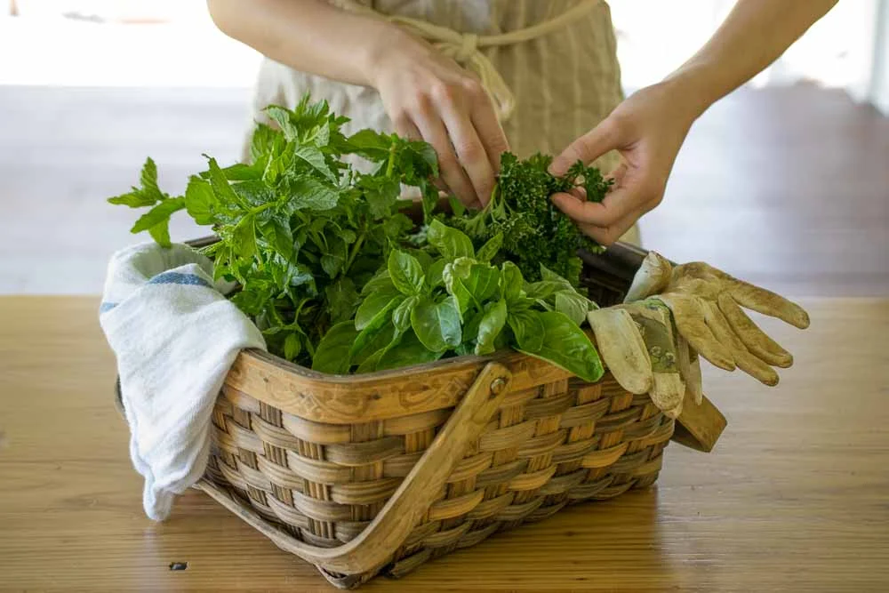 garden herbs