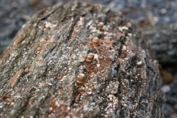 Inserting the plugs into the mushroom log.