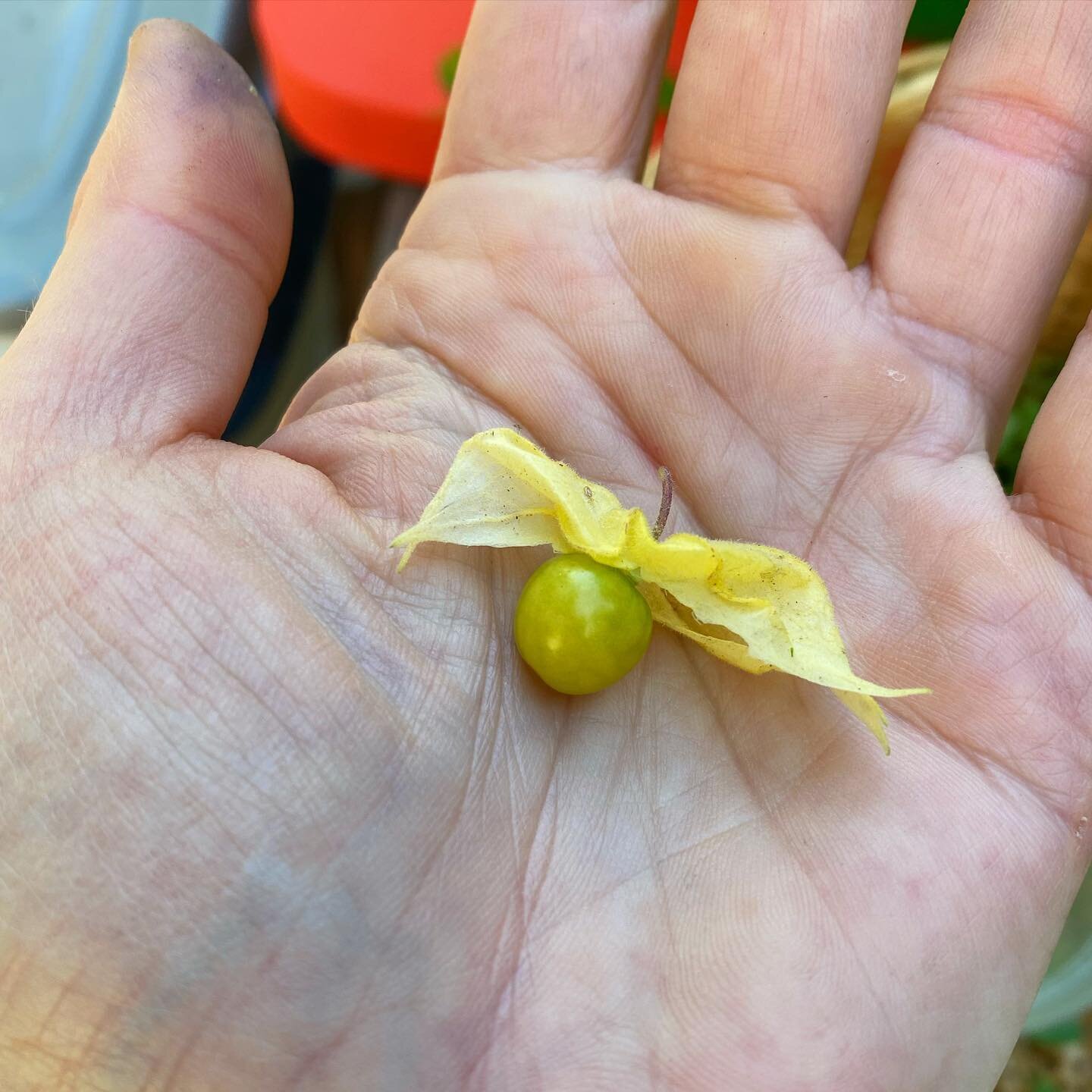 First ground cherry! Forget fussy strawberries, these are so much easier and more productive. They taste like apricot and pineapple.