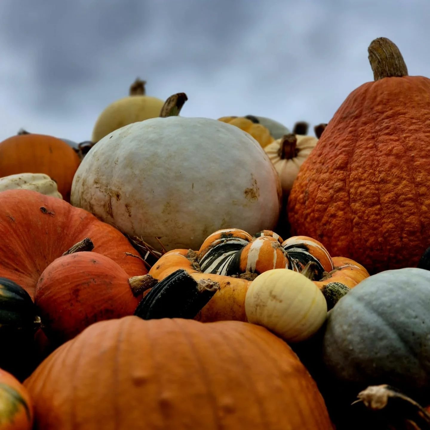&quot;Pumpkin spice and everything nice! 🍂 Get ready for some seriously tasty pumpkin dishes on our menu!&quot;

Don't be a basic witch. Try our pumpkin creations this week! 🧙&zwj;♀️🎃 
.
.
.
.

#PumpkinPerfection #surreypub #surreylife #Windlesham