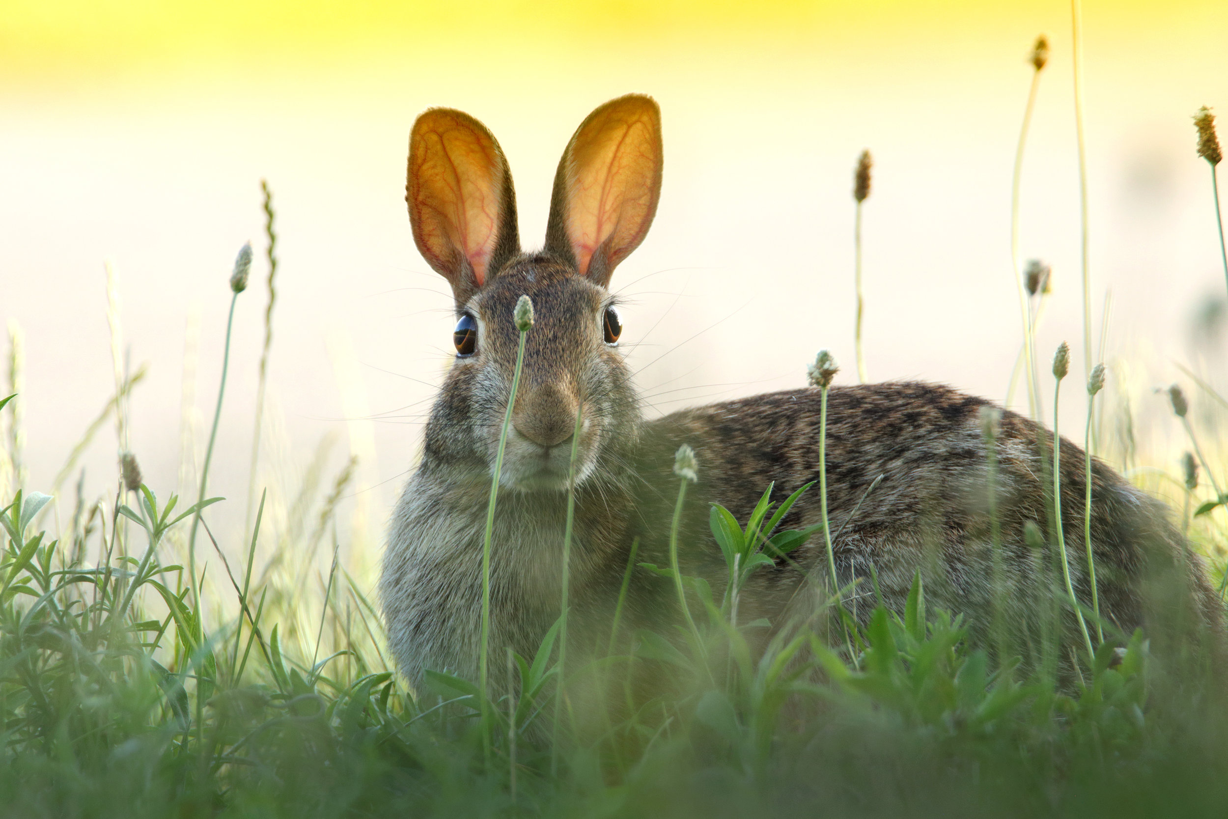 Freeze This time imagine you are a rabbit and suddenly you hear something in the distance. The noise worries you- so you play dead in some long grass and hope nobody notices you.