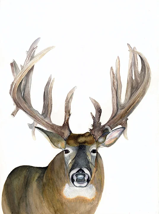 Deer.jpg