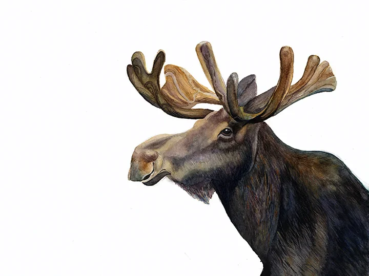 Moose.jpg