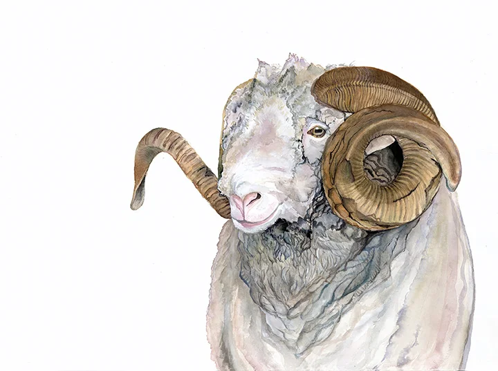 Merino Sheep.jpg