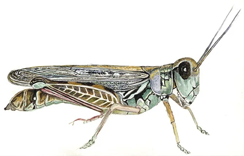 Grasshopper.jpg