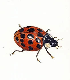 Ladybug.jpg