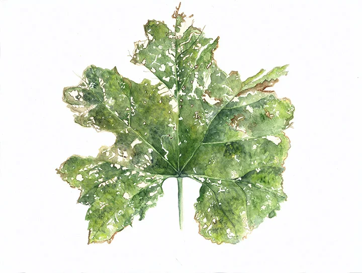 Hollyhock Leaf.jpg