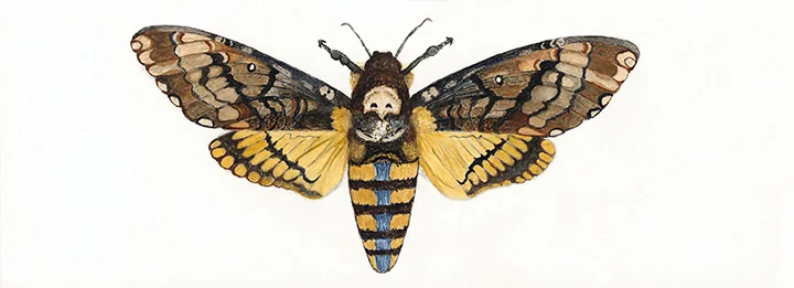 Death's-head Moth.jpg