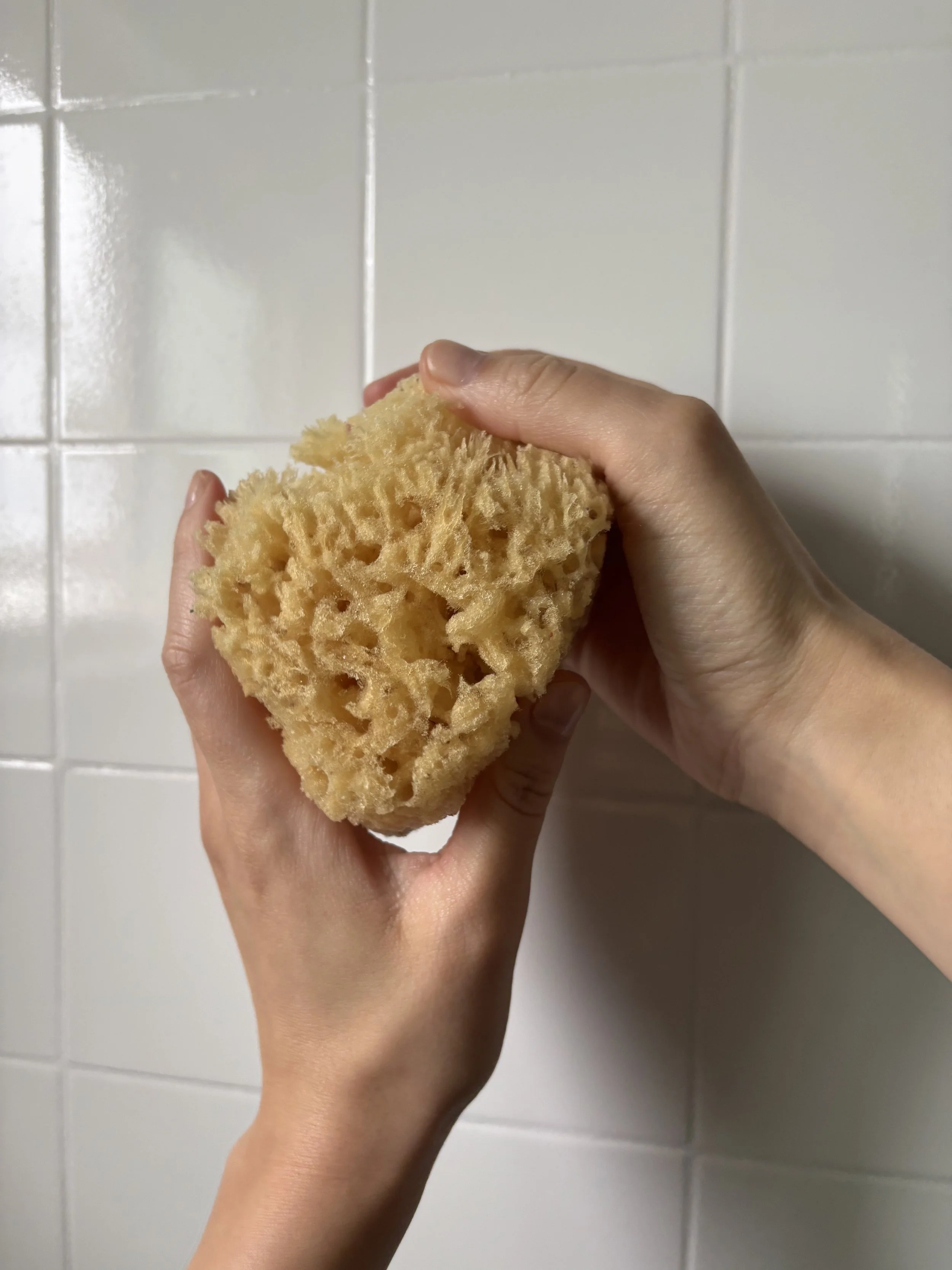 Two hands gently holding either side of a rounded sea sponge