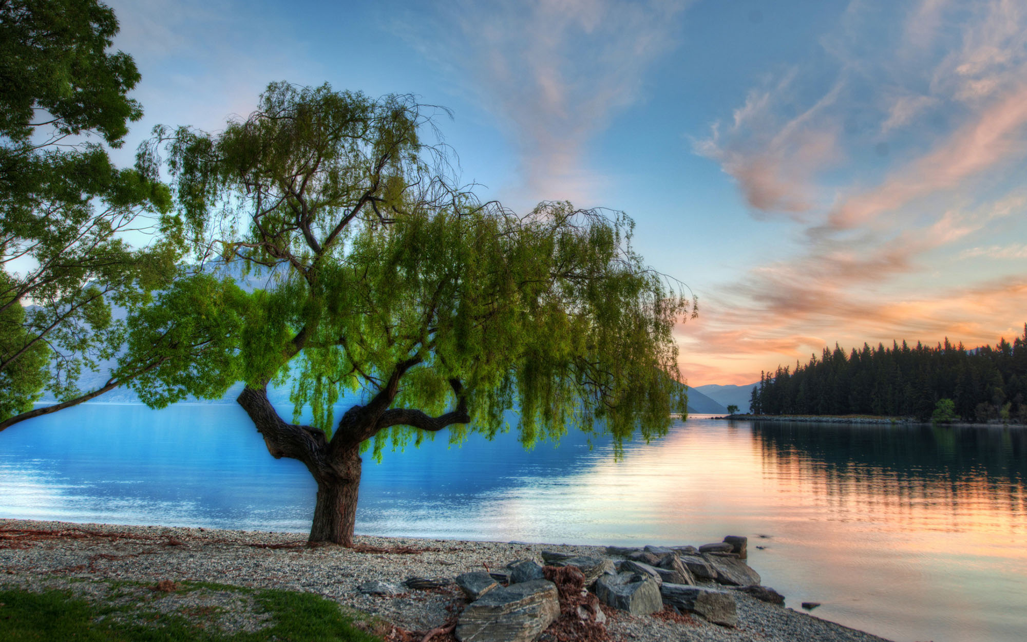 tree lake.jpg