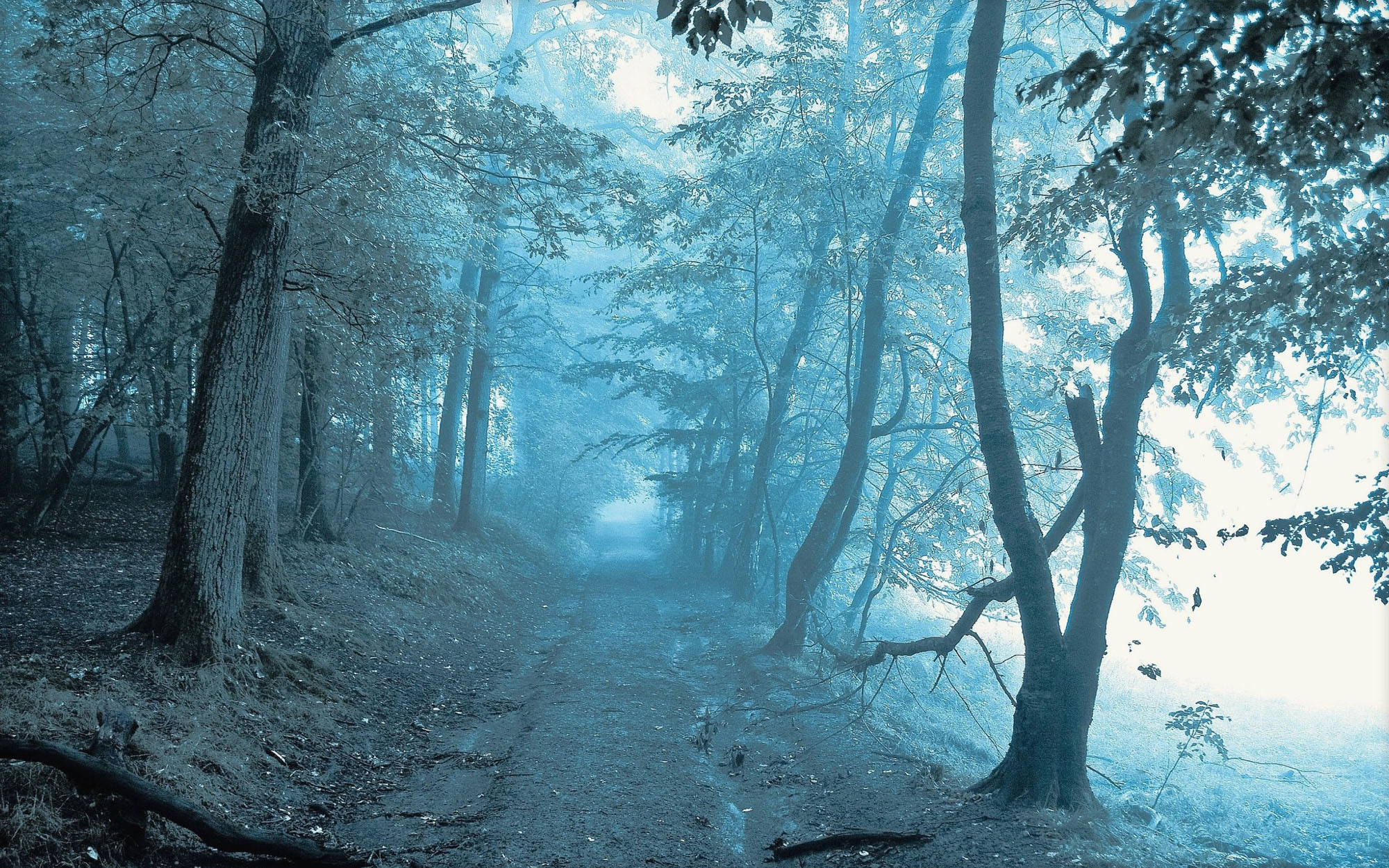 trees mist.jpg