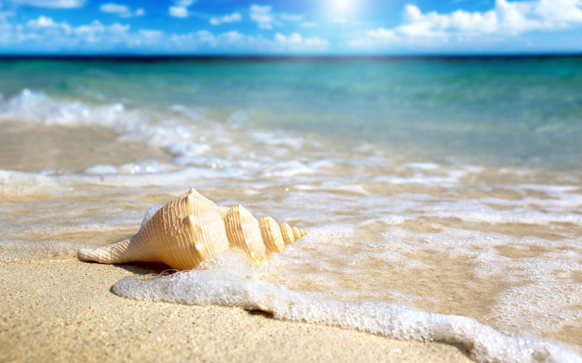 conch on beach.jpg