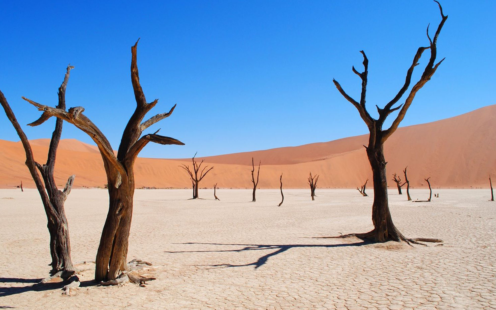 desert trees.jpg