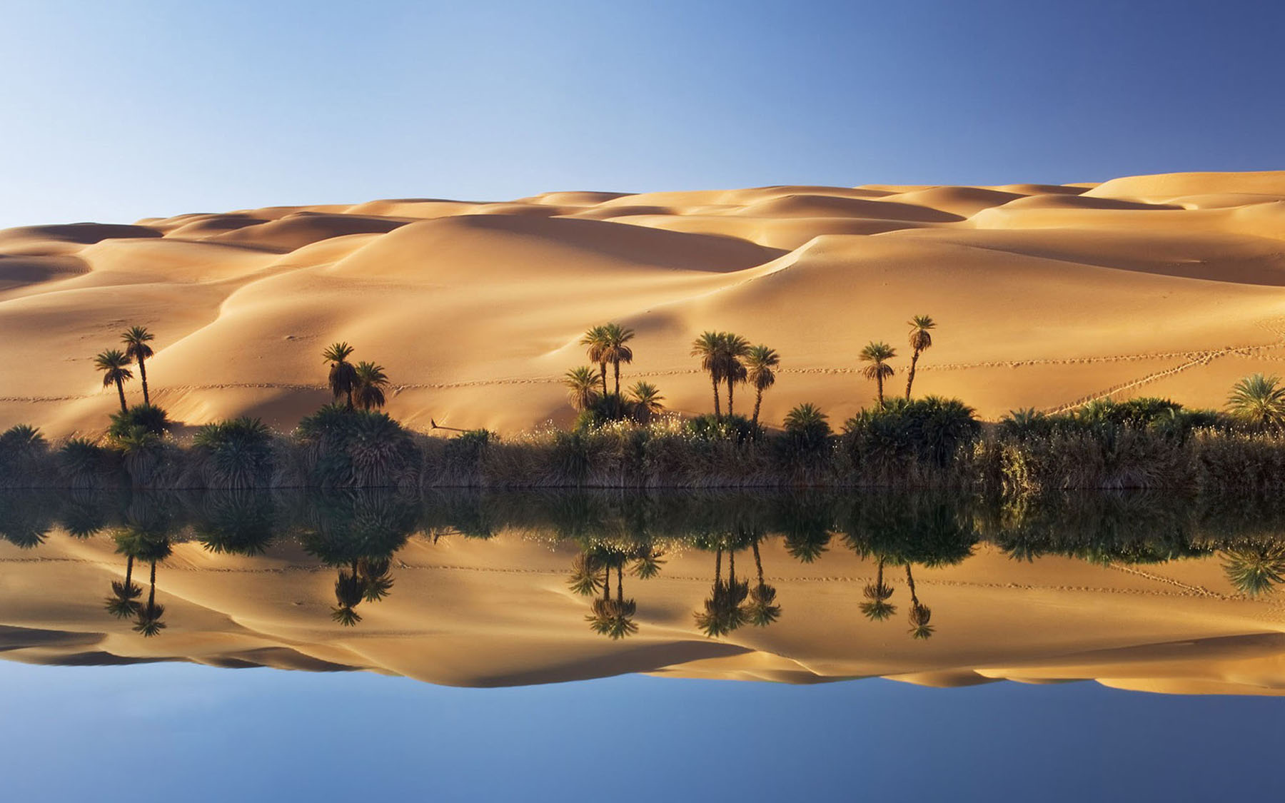 desert oasis.jpg