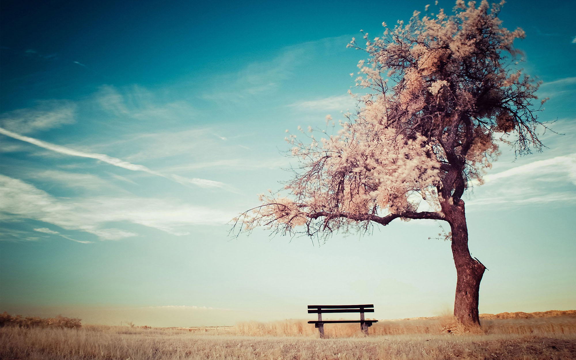 tree bench.jpg