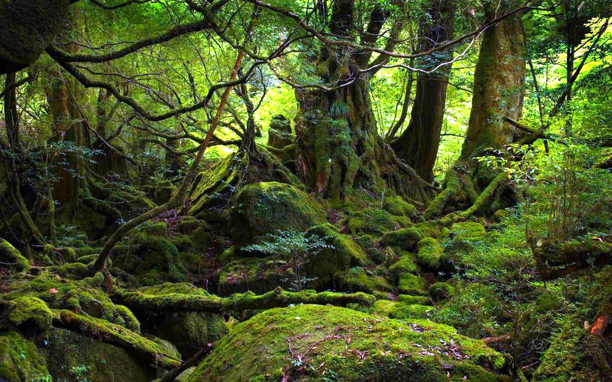 jungle moss.jpg