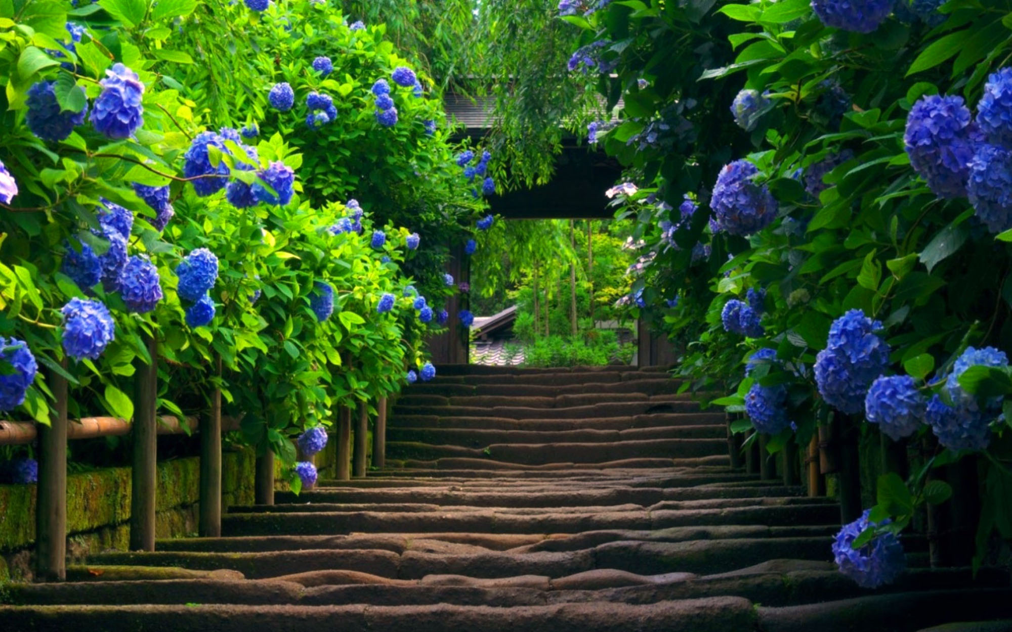 blue flower steps.jpg