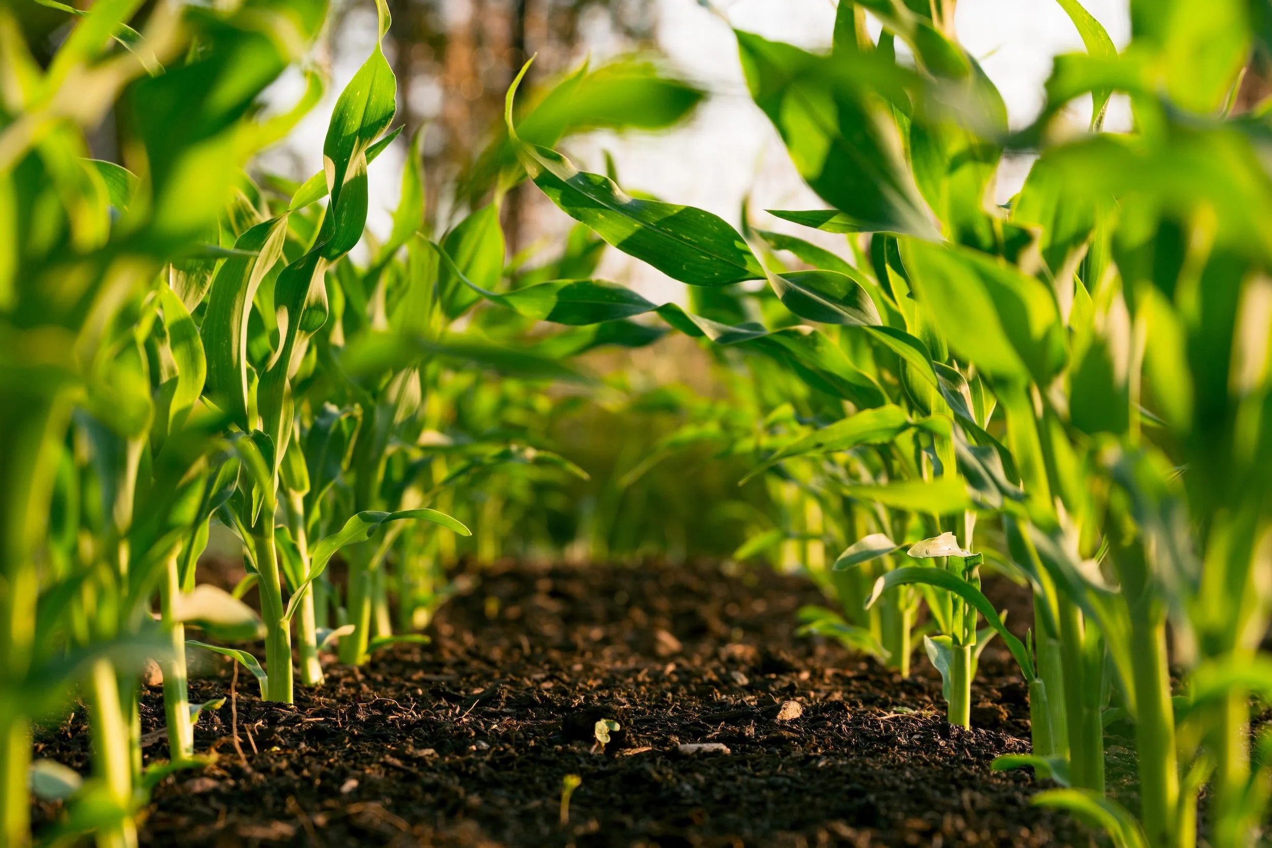                      The Benefits Of Lifestyle Farming: How To Live Off The Land In Style