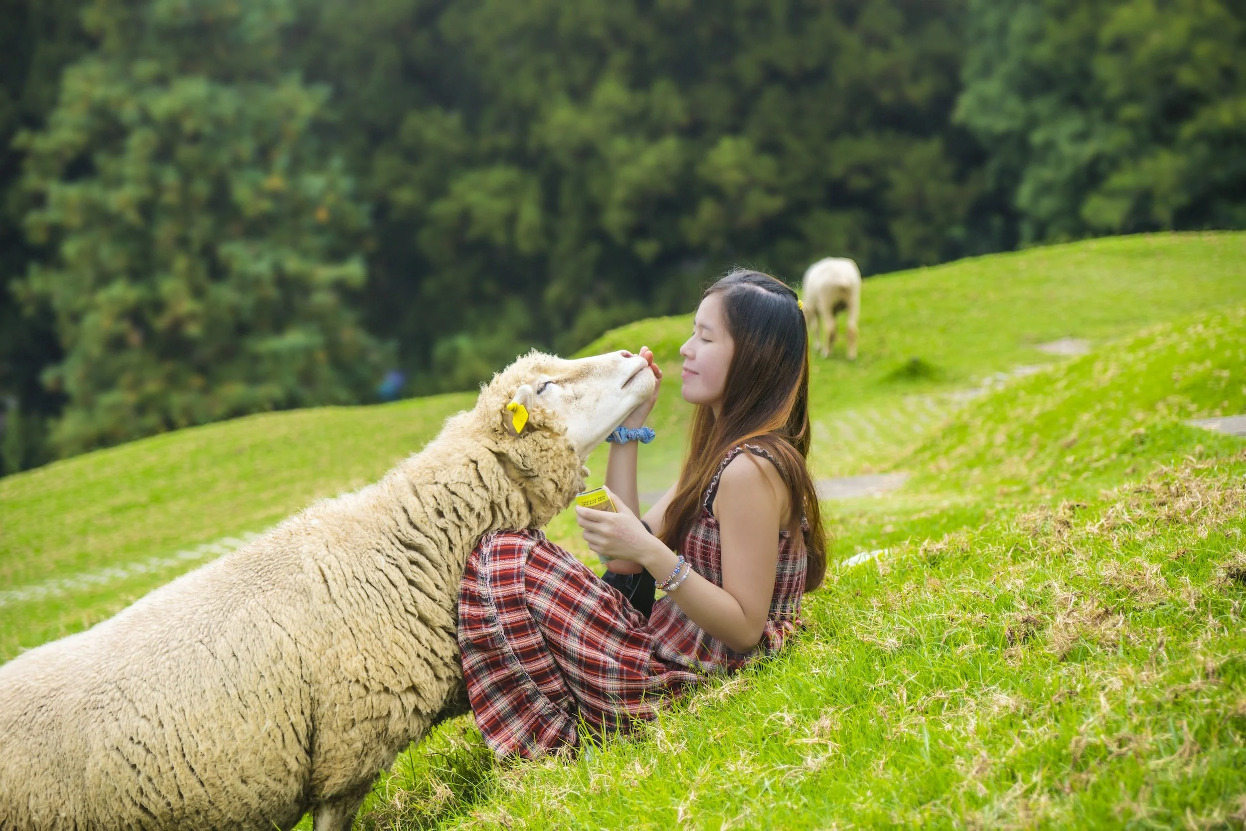 Want to Live Off the Land? Consider These 5 Sustainable Lifestyle Farm Animals