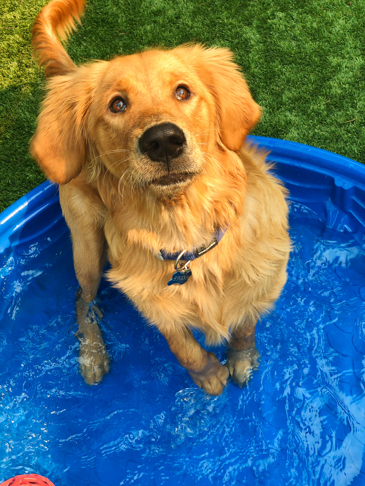 Home_Groom_Bathe.jpg