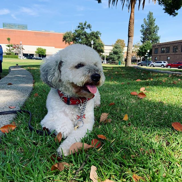 5 year old Frankie posing for the camera. Such a sweet boy!  #adoptdontshop #poodle #rescuedogs #rescuedogsofinstagram #shabbydogrescue #sierramadre