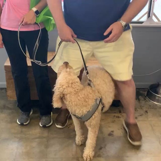 Willie. Our 8 year old labradoodle found his forever home today.  Poor guy. His owners both passed away and was left all alone. He is not alone anymore. Thank you Jay!  For loving Willie and giving him a happy home❤️#labradoodle #rescuedogsofinstagra