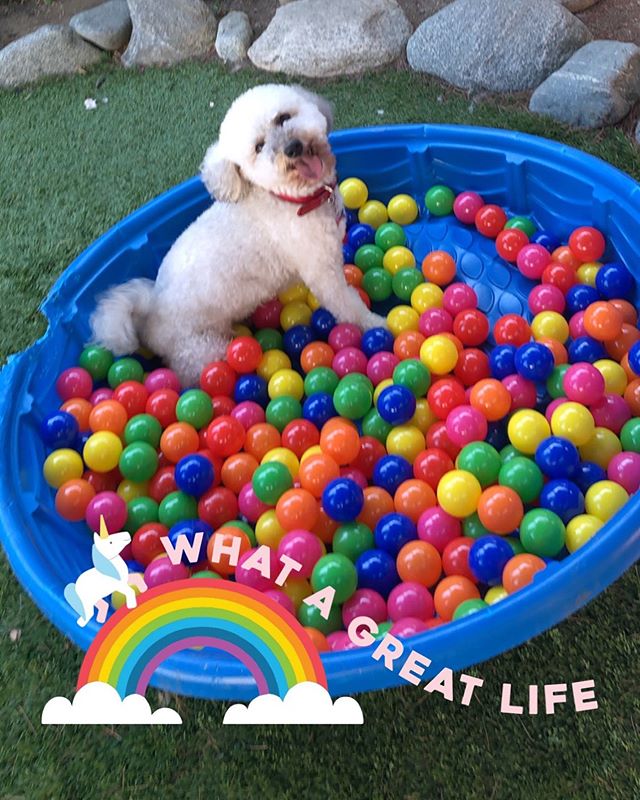 Frankie playing in our pool of balls!  #adoptdontshop #rescuedogs #rescuedogsofinstagram #adoption #maltipoo