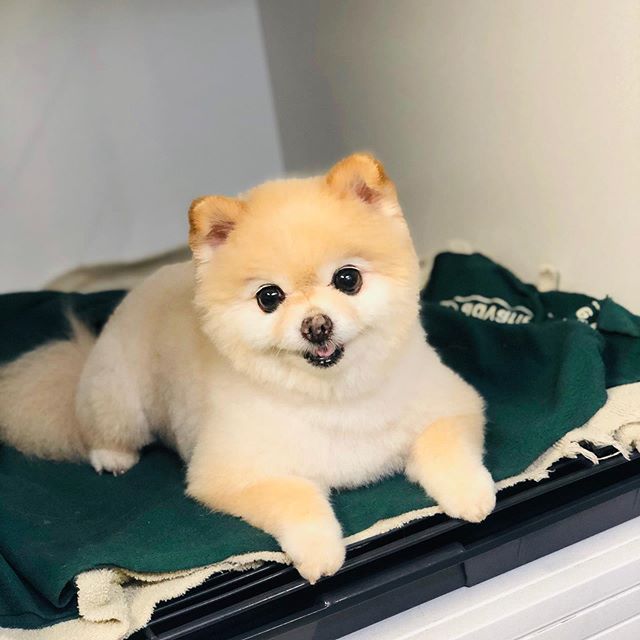 Fluffy after his groom at The Shabby Dog🐶 #doggrooming #pomeranian #cutedogs #pomerianian #groomeddog #cleandog