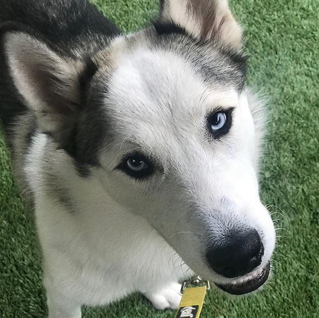 The Shabby Dog new Rescue, 7 month old Aspen. Very sweet!  Good with dogs and small children. Needs a family willing to exercise him and be a part of your family. Call 626-836-5452 for more information. #husky #huskypuppy #adoption #rescuedogs #rescu